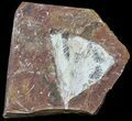 Fossil Ginkgo Leaf From North Dakota - Paleocene #59004-1
